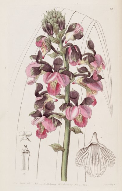 Eulophia rosea by Miss Drake